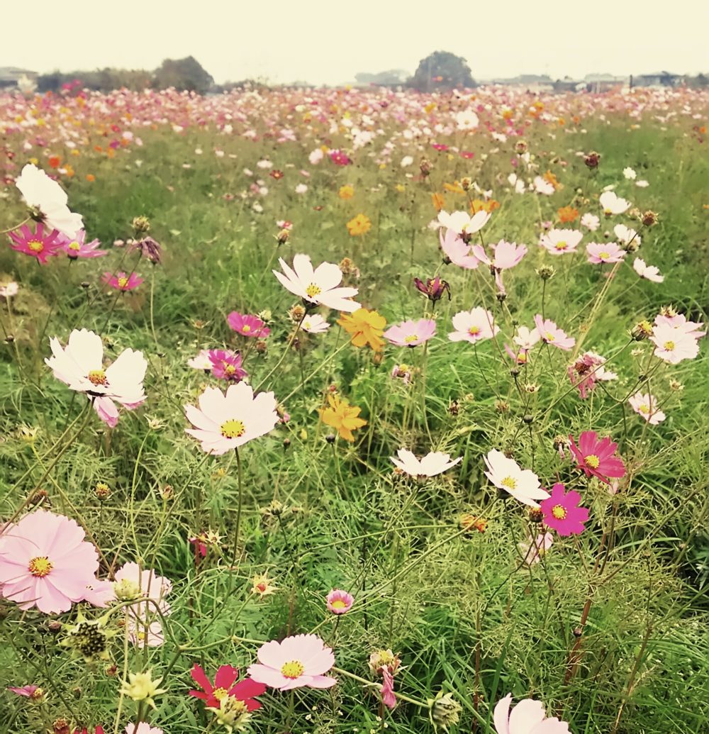 色とりどりのコスモスに囲まれて…伊奈町周辺のお出かけスポット